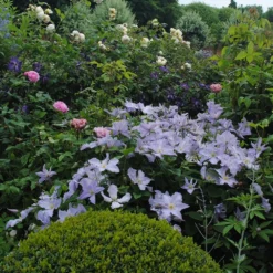 Clematis 'Blue Angel' -Deals Green4Ever Store pl2000024818 card2 lg