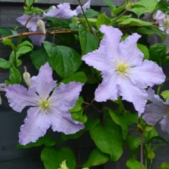 Clematis 'Blue Angel' -Deals Green4Ever Store pl2000024818 card3 lg