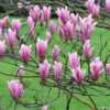 Magnolia 'Heaven Scent'