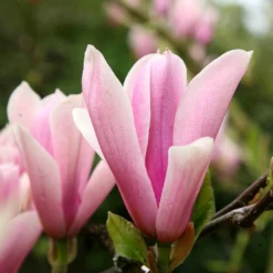 Magnolia 'Heaven Scent' -Deals Green4Ever Store pl2000024820 card4 lg