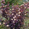 Physocarpus Opulifolius 'Diabolo' (PBR)
