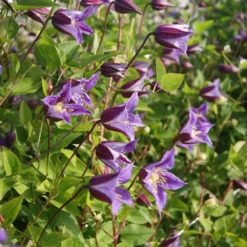 Clematis Prince William ('Zo08171') (PBR) -Deals Green4Ever Store pl2000024906 card4 lg