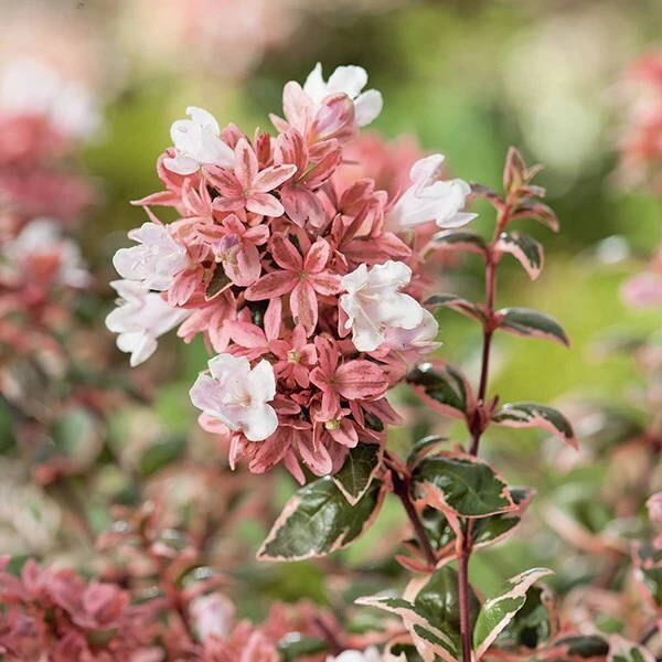 Abelia × Grandiflora Magic Daydream ('Opstal103') (PBR) 2 Abelia × Grandiflora Magic Daydream ('Opstal103') (PBR) - Image 2