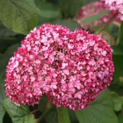 Hydrangea Arborescens Pink Annabelle ('Ncha2') (PBR) -Deals Green4Ever Store pl2000024910 card2 lg