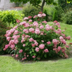 Hydrangea Arborescens Pink Annabelle ('Ncha2') (PBR) -Deals Green4Ever Store pl2000024910 card3 lg
