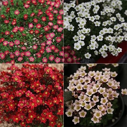 Saxifraga Collection 1 Saxifraga Collection