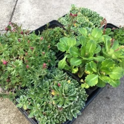 Saxifraga Collection 3 Saxifraga Collection -Deals Green4Ever Store pl2000025121 card2 lg