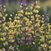 Baptisia 'Pink Lemonade'