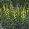 Baptisia 'Lemon Meringue'