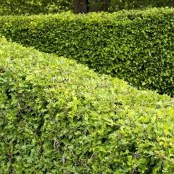 Crataegus Monogyna - Hawthorn Hedging -Deals Green4Ever Store pl2000025239 card3 lg