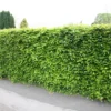 Fagus Sylvatica - Beech Hedging
