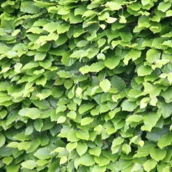 Fagus Sylvatica - Beech Hedging -Deals Green4Ever Store pl2000025241 card2 lg