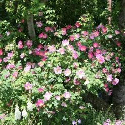 Rosa Canina -Deals Green4Ever Store pl2000025243 card2 lg