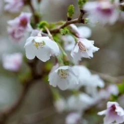 Prunus Incisa 'Kojo-no-mai' -Deals Green4Ever Store pl2000025804 card3 lg