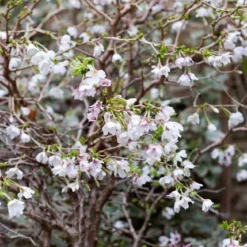 Prunus Incisa 'Kojo-no-mai' -Deals Green4Ever Store pl2000025804 card4 lg