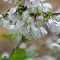 Prunus Incisa 'Kojo-no-mai' -Deals Green4Ever Store pl2000025804 card5 lg