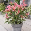 Photinia Serratifolia Pink Crispy ('Oploo5') (PBR)