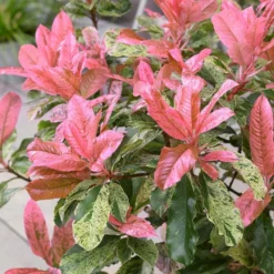 Photinia Serratifolia Pink Crispy ('Oploo5') (PBR) -Deals Green4Ever Store pl2000025869 card2 lg