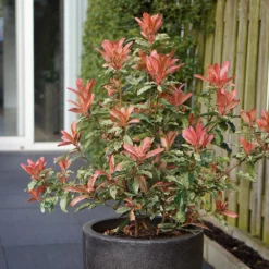Photinia Serratifolia Pink Crispy ('Oploo5') (PBR) -Deals Green4Ever Store pl2000025869 card4 lg