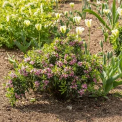 Daphne × Transatlantica Pink Fragrance ('Blapink') (PBR) -Deals Green4Ever Store pl2000025907 card3 lg