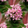 Escallonia Laevis Pink Elle ('Lades') (PBR)