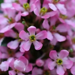 Escallonia Laevis Pink Elle ('Lades') (PBR) -Deals Green4Ever Store pl2000026133 card2 lg