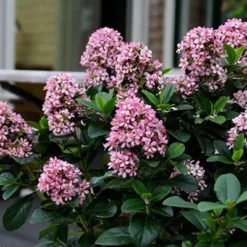 Escallonia Laevis Pink Elle ('Lades') (PBR) -Deals Green4Ever Store pl2000026133 card3 lg