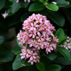 Escallonia Laevis Pink Elle ('Lades') (PBR) -Deals Green4Ever Store pl2000026133 card4 lg