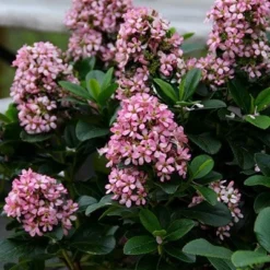 Escallonia Laevis Pink Elle ('Lades') (PBR) -Deals Green4Ever Store pl2000026133 card6 lg