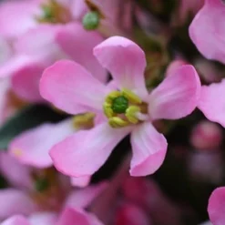 Escallonia Laevis Pink Elle ('Lades') (PBR) -Deals Green4Ever Store pl2000026133 card7 lg