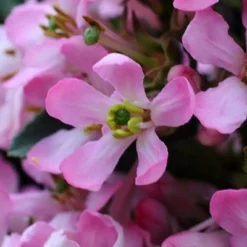 Escallonia Laevis Pink Elle ('Lades') (PBR) -Deals Green4Ever Store pl2000026133 card8 lg