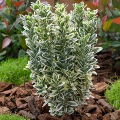 Euonymus Japonicus 'White Spire' (PBR) -Deals Green4Ever Store pl2000026274 card2 lg