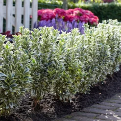 Euonymus Japonicus 'White Spire' (PBR) -Deals Green4Ever Store pl2000026274 card3 lg