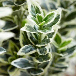 Euonymus Japonicus 'White Spire' (PBR) -Deals Green4Ever Store pl2000026274 card5 lg