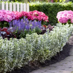 Euonymus Japonicus 'White Spire' (PBR) -Deals Green4Ever Store pl2000026274 card6 lg