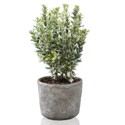Euonymus Japonicus 'White Spire' (PBR) -Deals Green4Ever Store pl2000026274 card8 lg