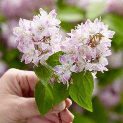 Deutzia Raspberry Sundae ('Low 18') (PBR) -Deals Green4Ever Store pl2000026277 card6 lg