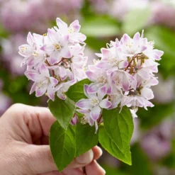 Deutzia Raspberry Sundae ('Low 18') (PBR) -Deals Green4Ever Store pl2000026277 card8 lg
