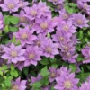 Clematis Bijou ('Evipo030') (PBR) (Tudor Patio Series)