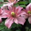 Clematis Montana 'Sunrise'