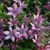 Clematis Giselle ('Evipo051') (PBR)
