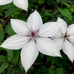 Clematis Tsukiko ('Evipo110') (PBR) (Garland Series) -Deals Green4Ever Store pl2000026300 card2 lg