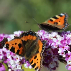 Buddleja Berries And Cream ('Pmoore14') (PBR) -Deals Green4Ever Store pl2000026309 card3 lg