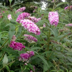 Buddleja Berries And Cream ('Pmoore14') (PBR) -Deals Green4Ever Store pl2000026309 card5 lg