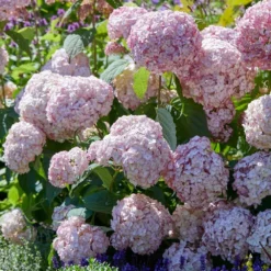 Hydrangea Arborescens 'Candybelle Bubblegum' (PBR) -Deals Green4Ever Store pl2000026315 card2 lg