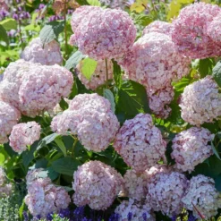 Hydrangea Arborescens 'Candybelle Bubblegum' (PBR) -Deals Green4Ever Store pl2000026315 card4 lg