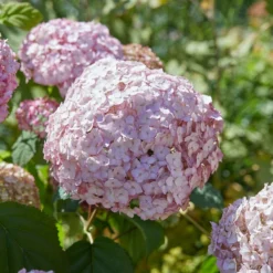 Hydrangea Arborescens 'Candybelle Bubblegum' (PBR) -Deals Green4Ever Store pl2000026315 card5 lg