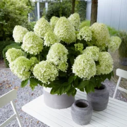 Hydrangea Paniculata Little Spooky ('GRHP08') (PBR) -Deals Green4Ever Store pl2000026318 card2 lg