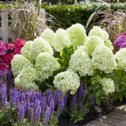 Hydrangea Paniculata Little Spooky ('GRHP08') (PBR) -Deals Green4Ever Store pl2000026318 card3 lg