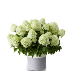 Hydrangea Paniculata Little Spooky ('GRHP08') (PBR) -Deals Green4Ever Store pl2000026318 card6 lg
